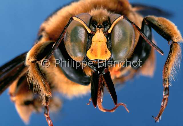 Xylocopa torrida.JPG - in "Portraits d'insectes" ed. SeuilXylocopa torridaAbeille charpentièreCarpenter beeHymenopteraAnthophoridaeSierra Leone